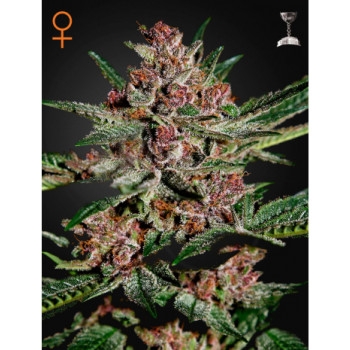 Bubba Kush Feminisiert - 5 Samen