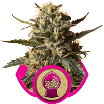 BubbleGum XL Feminisiert - 10 Samen