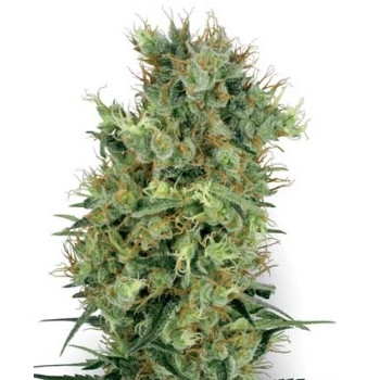 Cali Orange Bud - 10 Samen