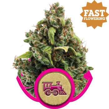 Candy Kush Express Feminisiert - 10 Samen