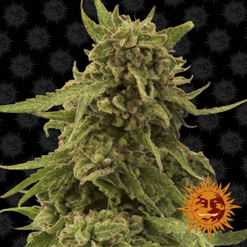 CBD Critical Cure Feminisiert - 5 Samen