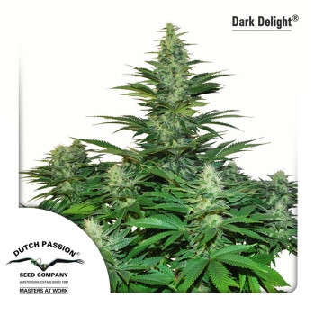 Dark Delight Feminisiert - 5 Samen