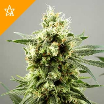Diesel Haze Automatic - 5 Samen