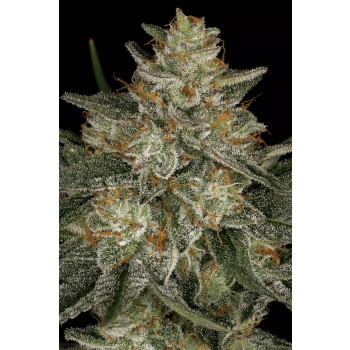 Dutch Kush Feminisiert - 3 Samen