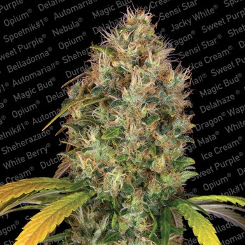 Dutch Kush Feminisiert - 3 Samen