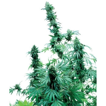 Early Skunk Feminisiert - 10 Samen
