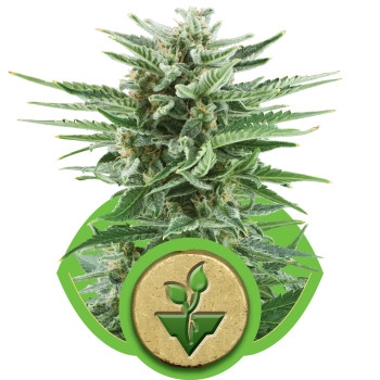 Easy Bud Feminisiert Automatic - 3 Samen