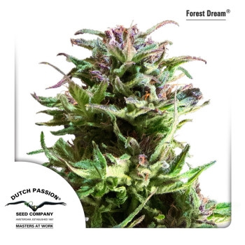 Forest Dream Feminisiert - 5 Samen