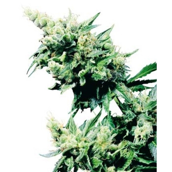 Hash Plant - 10 Samen