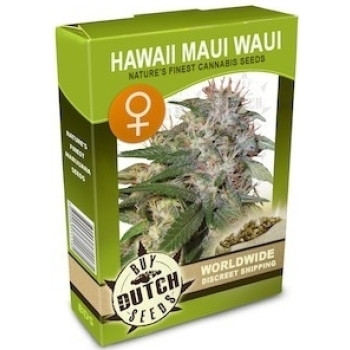 Hawaii Maui Waui Feminisiert - 5 Samen