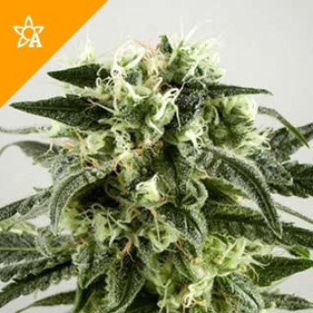 Haze Automatic - 5 Samen