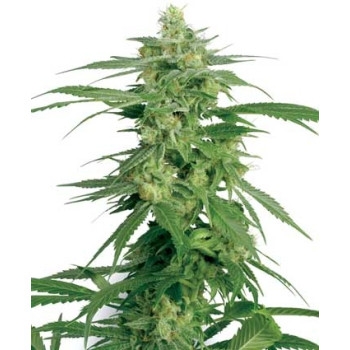 Hollands Hope - 10 Samen