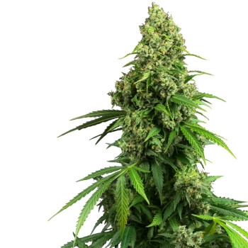 Honey Melon Kush Feminisiert (Auto) - 10 Samen