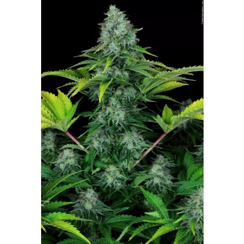 Ice Cream Feminisiert - 5 Samen