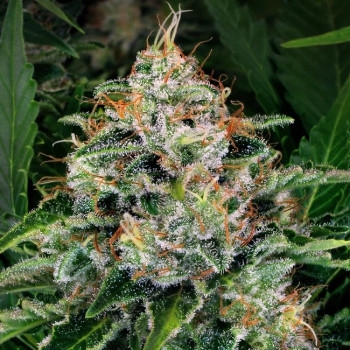 Ice Feminisiert - 5 Samen