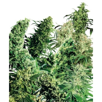 Indoor Mix - 25 Samen