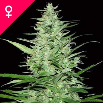 Indoor Mix Feminisiert - 5 Samen