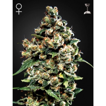 Jack Herer Feminisiert - 5 Samen
