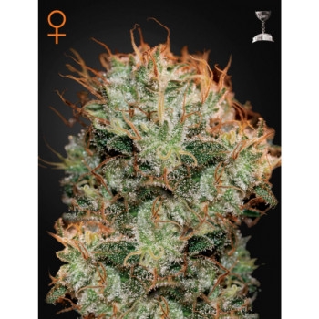 Kaia Kush Feminisiert - 5 Samen