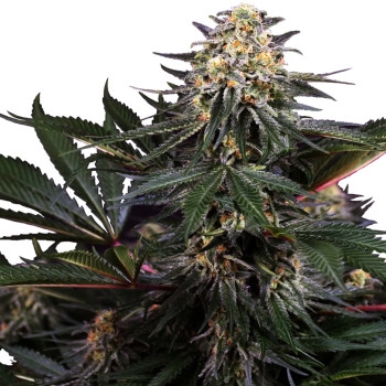 Lockdown Kush Feminisiert - 5 Samen