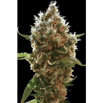 Lucid Bolt Feminisiert - 3 Samen