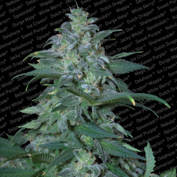 Magic Bud Feminisiert - 3 Samen