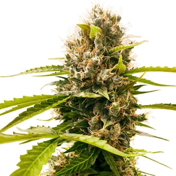 Wie man feminisierte Cannabis Samen macht - WeedSeedShop