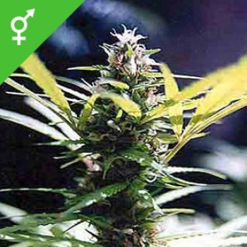 Master Kush - 10 Samen
