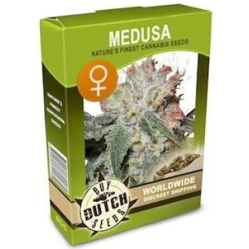 Medusa Feminisiert - 5 Samen
