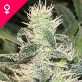 Mexican Haze Feminisiert - 5 Samen