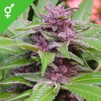 New Purple Power - 10 Samen