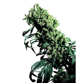 Northern Lights #5 X Haze - 10 Samen