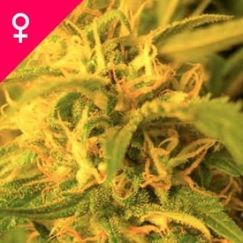 Northern Lights Feminisiert - 5 Samen
