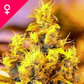 NYC Diesel Feminisiert - 5 Samen