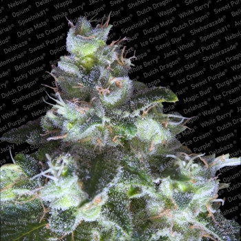 Original White Widow Feminisiert (IBL) - 5 Samen