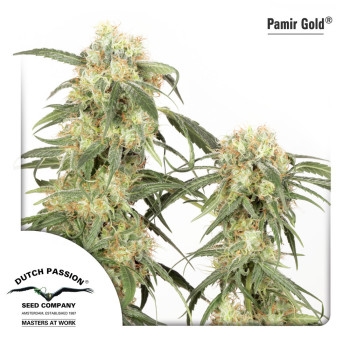 Pamir Gold Feminisiert - 3 Samen