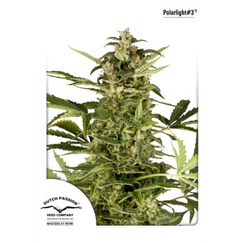 PolarLight #3 Feminisiert - 7 Samen