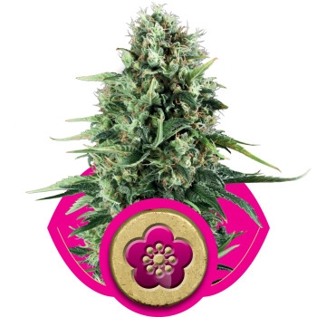 Power Flower Feminisiert - 3 Samen