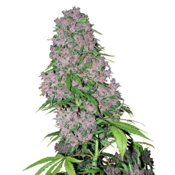 Purple Bud Feminisiert - 5 Samen