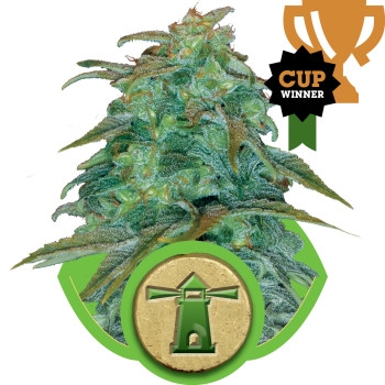 Royal Haze Feminisiert Automatic - 10 Samen