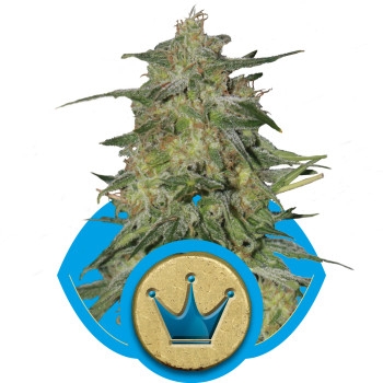 Royal Highness Feminisiert Automatic - 5 Samen