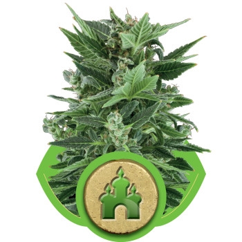 Royal Kush Feminisiert Automatic - 5 Samen
