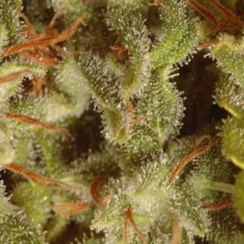 Sativa Champions Pack Feminisiert - 6 Samen