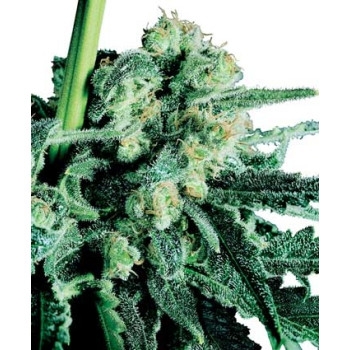 Sensi Skunk - 10 Samen