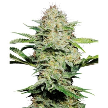 Sensi Skunk Automatic - 10 Samen
