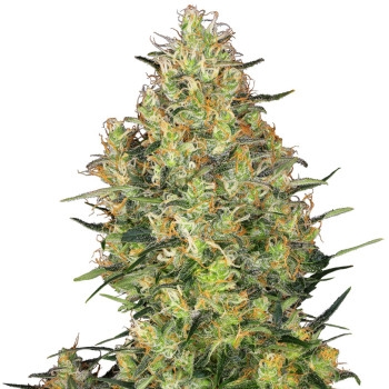 Orange Bud Feminisierte Marihuana Samen, Cannabis samen feminisierte