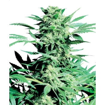 Shiva Skunk Feminisiert - 10 Samen