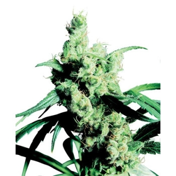Silver Haze #9 Feminisiert - 10 Samen
