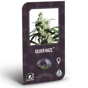 Silver Haze Feminisiert (Classic Redux Serie) - 3 Samen