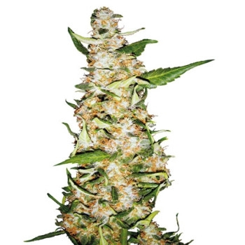 Skunk #1 Automatic - 10 Samen